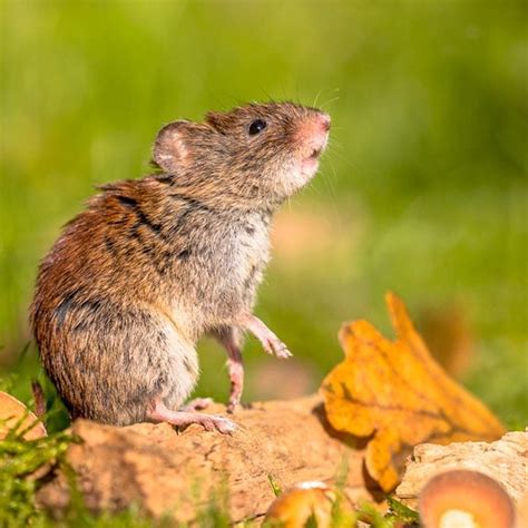 voles in idaho|15 Types of Rodents in Idaho! (w/Pics)